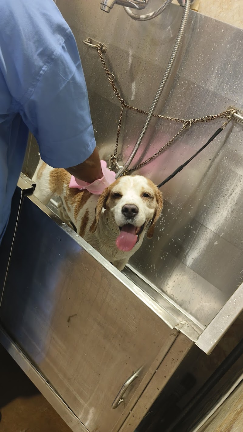 IVH - Indian Veterinary Hospital by Dr. Sanjay Jain