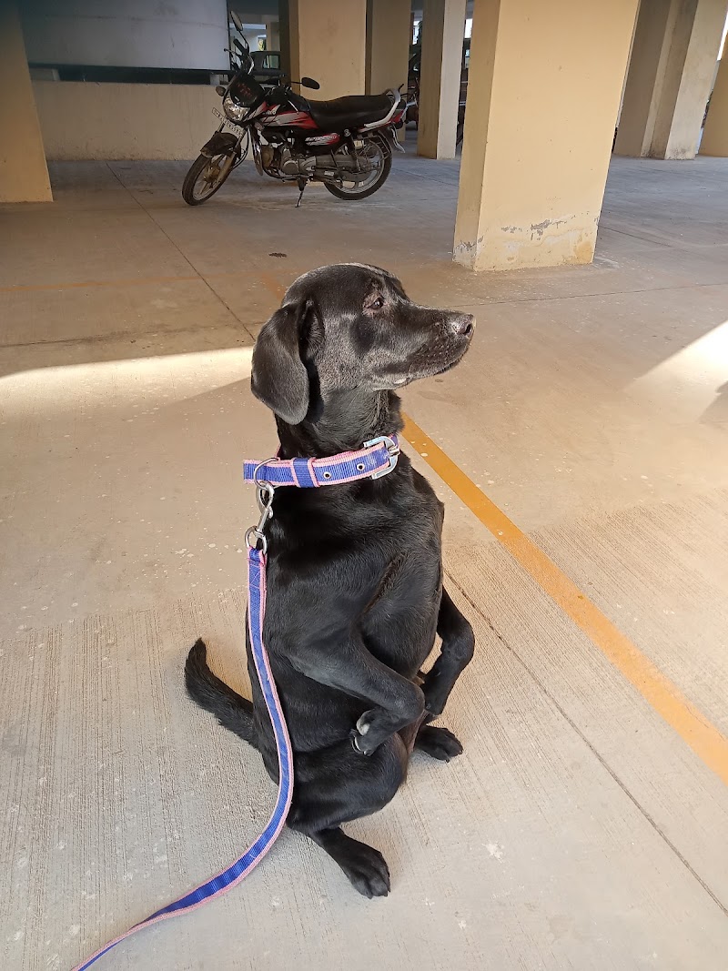 Jaipur dog training and hostel