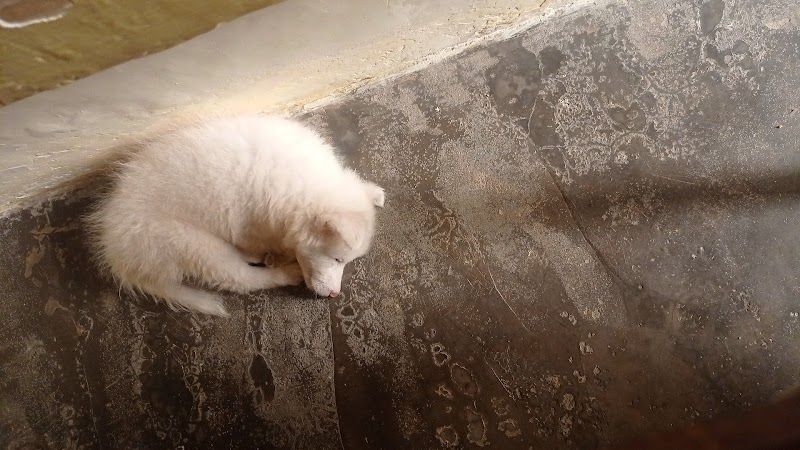 Jaitley's Pet Shop — Photo 4