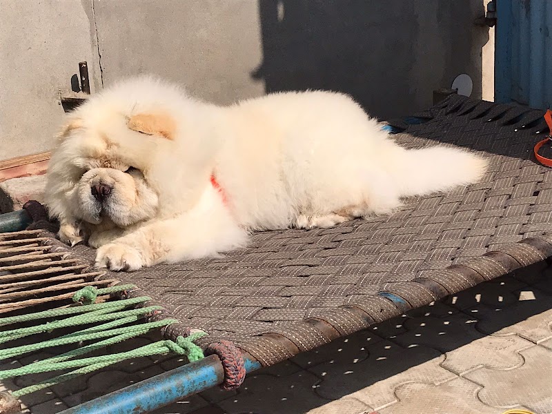 Jass kennel dog breeder