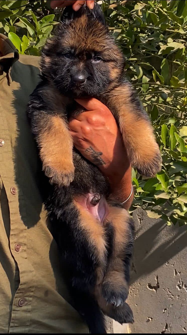 Jaws & Paws Kennel Lucknow