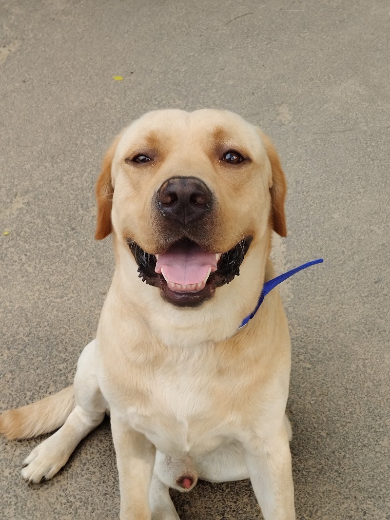 Jay Dog Behaviourist — Photo 2