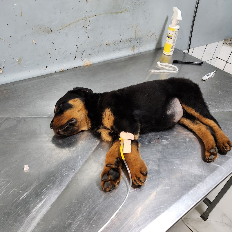 Jayshree Veterinary Hospital — Photo 3