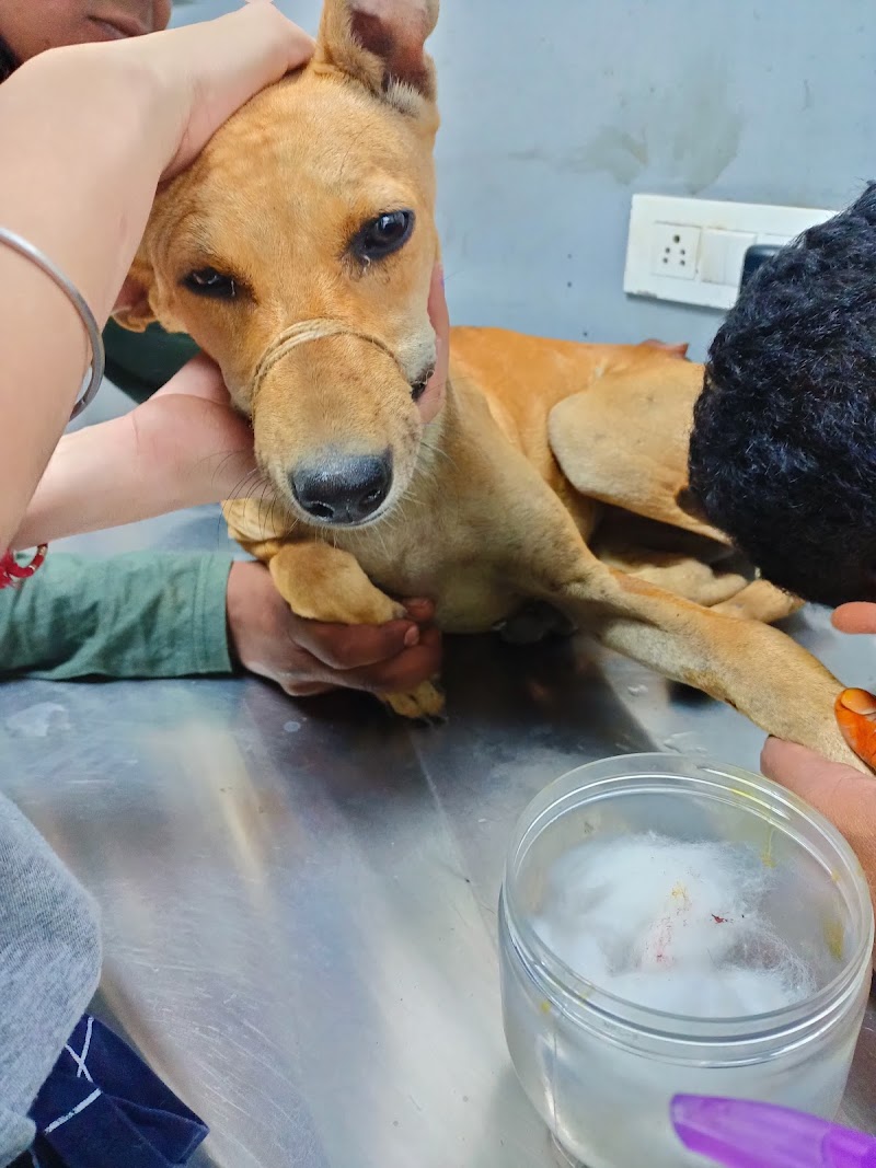 Jayshree Veterinary Hospital — Photo 4