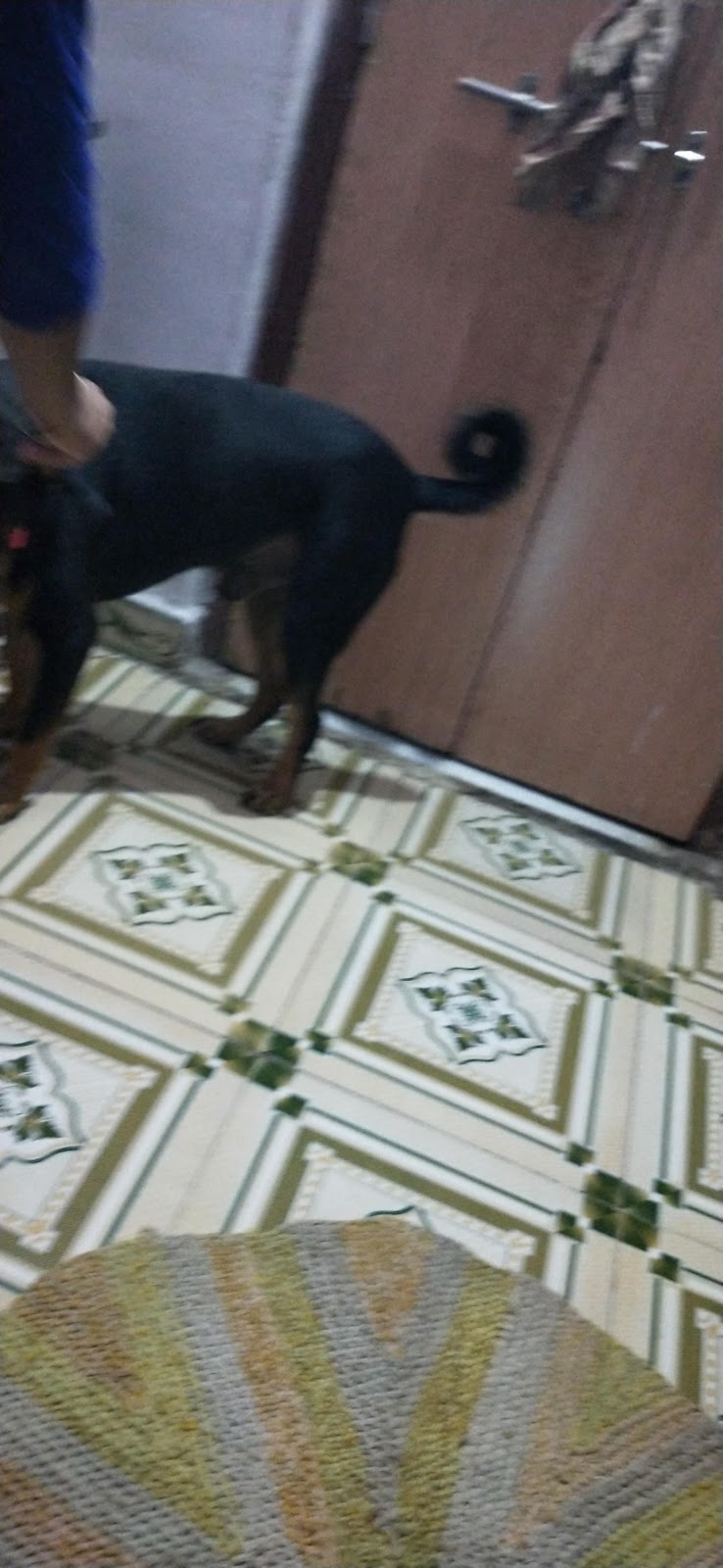 J.J. Pet Shop — Photo 4