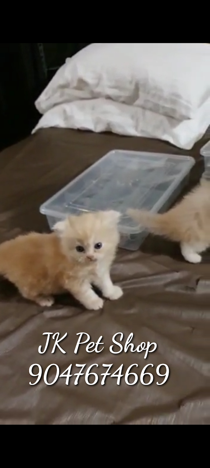 JK Pet Shop | Pet Shop Madurai — Photo 2