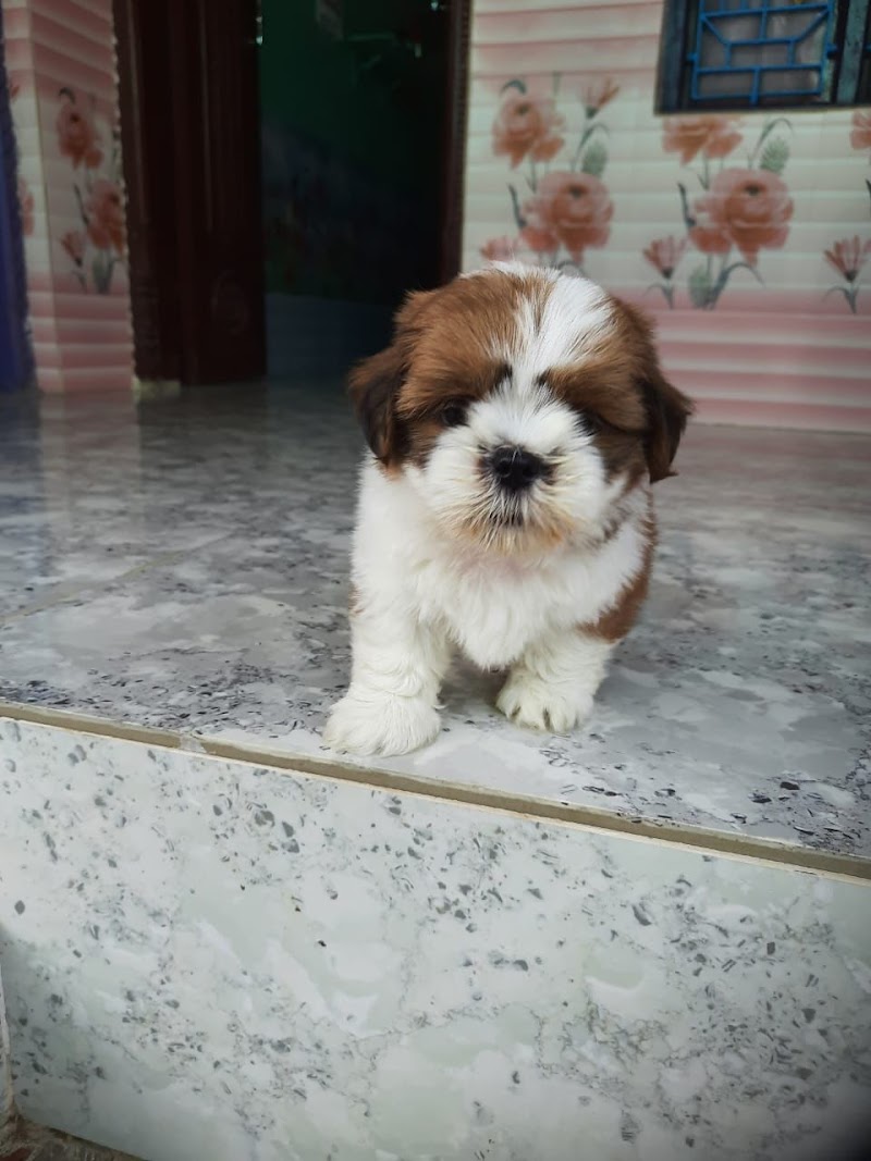 JK Pet Shop | Pet Shop Madurai — Photo 3