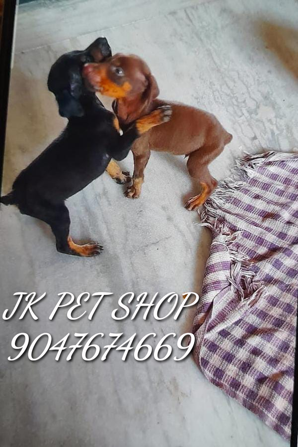 JK Pet Shop | Pet Shop Madurai — Photo 4