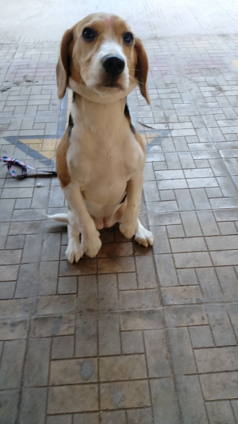 Jorden dog hostel and dog training — Photo 2