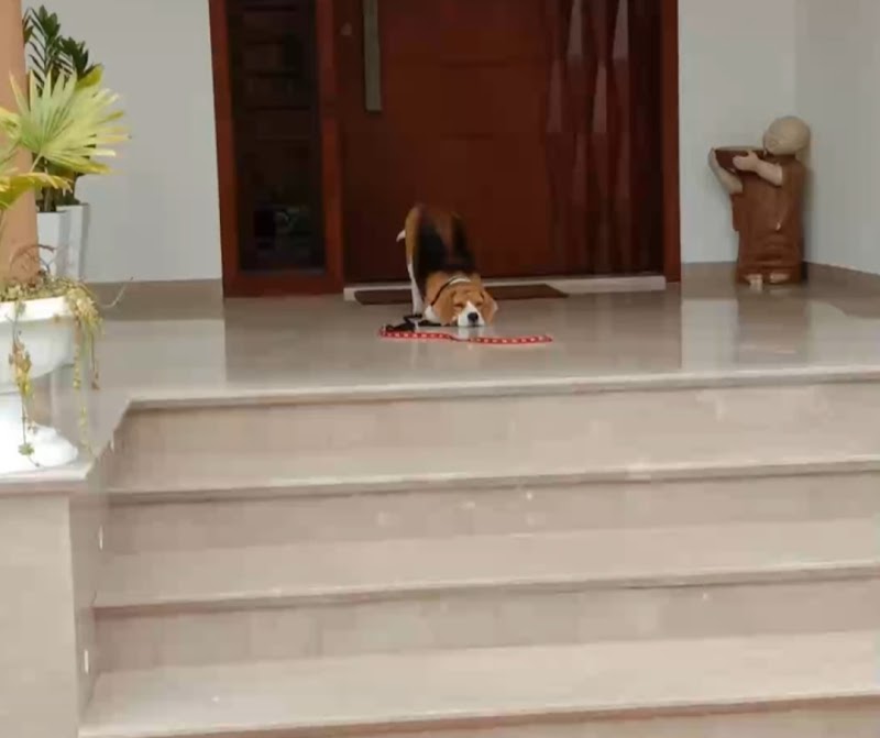 Jorden dog hostel and dog training — Photo 3