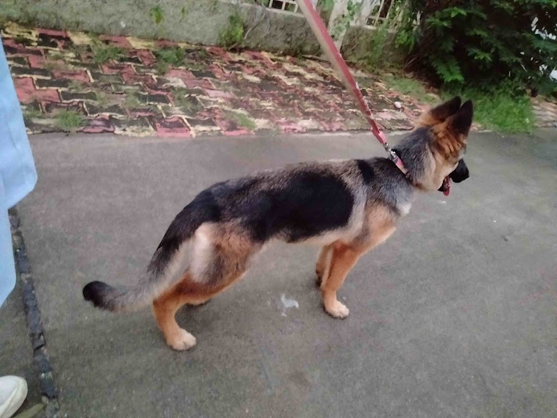 Jorden dog hostel and dog training — Photo 4