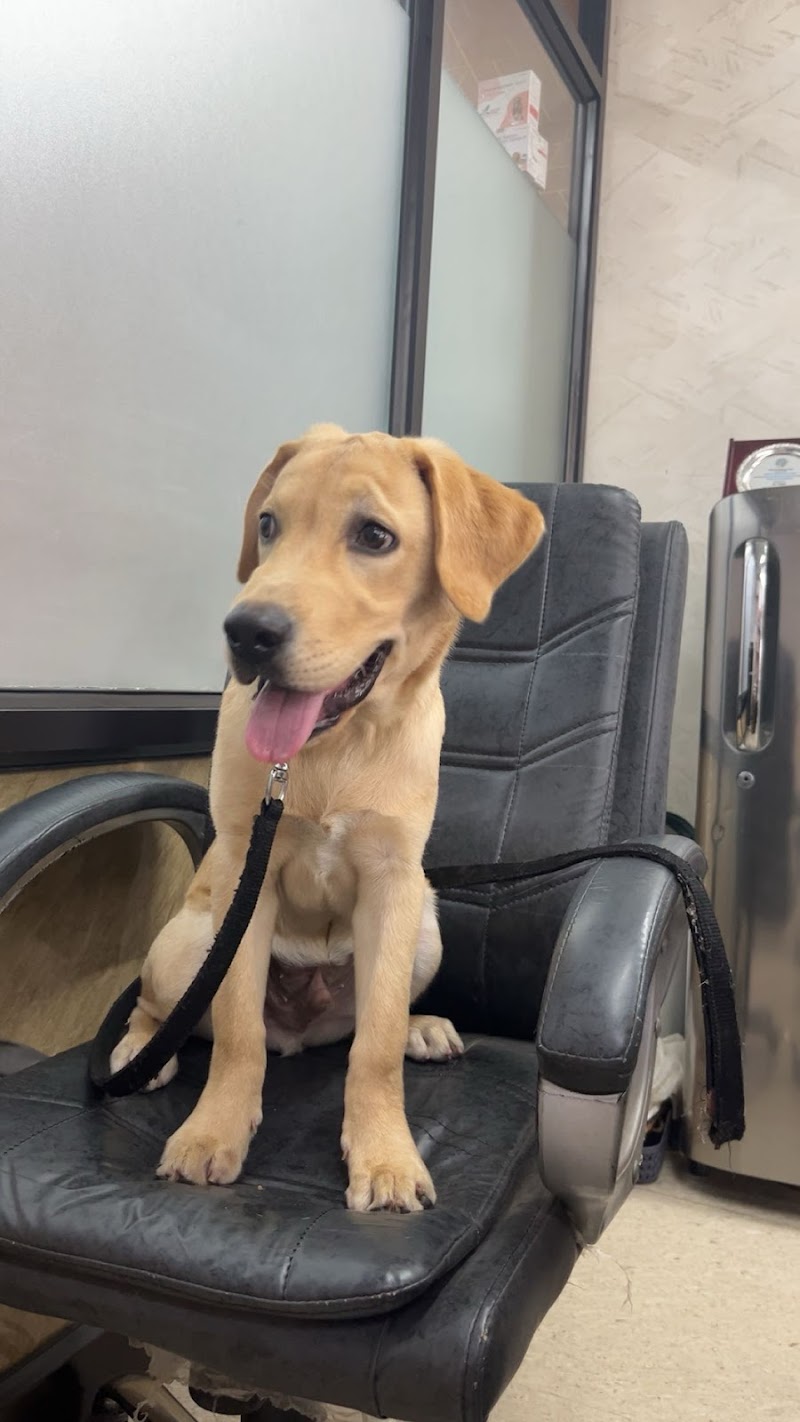 Josan dog training centre — Photo 2