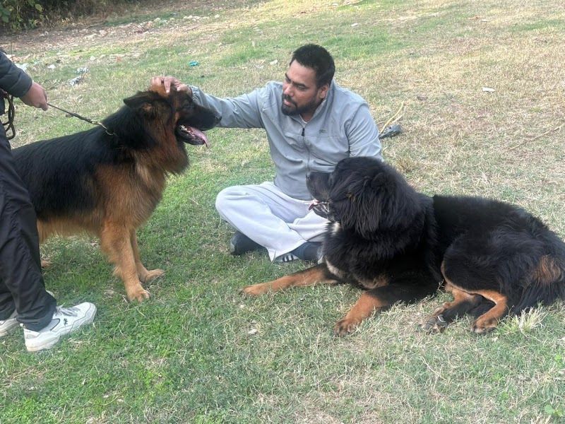 Josan dog training centre — Photo 3