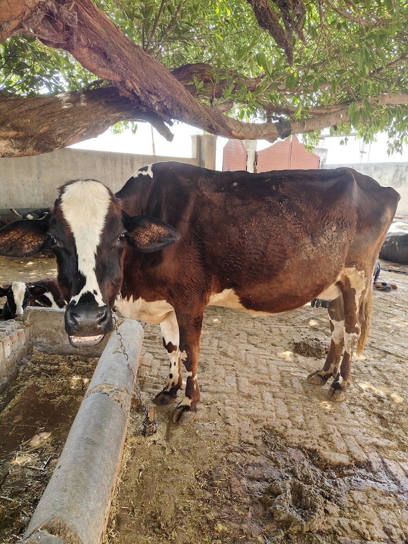 JP Pet Clinic — Photo 1