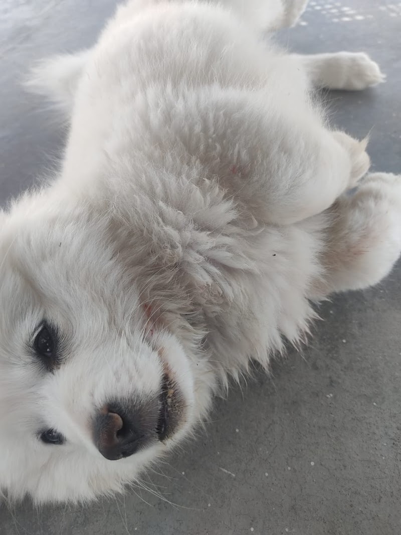 JP Pet Clinic — Photo 2