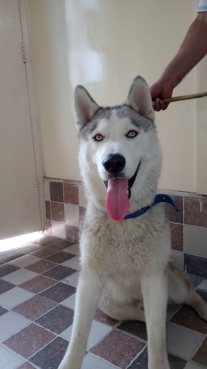 JP Pet Clinic — Photo 4