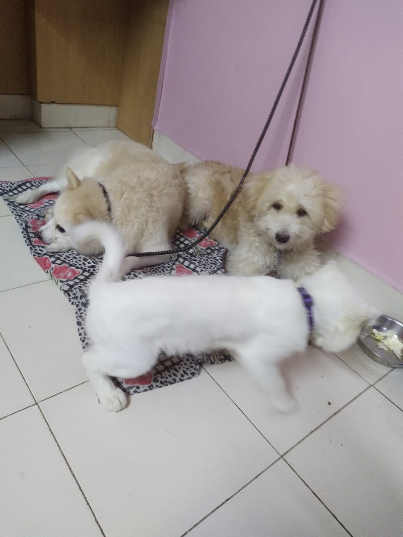 JuRo Pet's (Cage-Free Pet House) - Dog Boarding Near Me | Dog Home | Pet Hostel