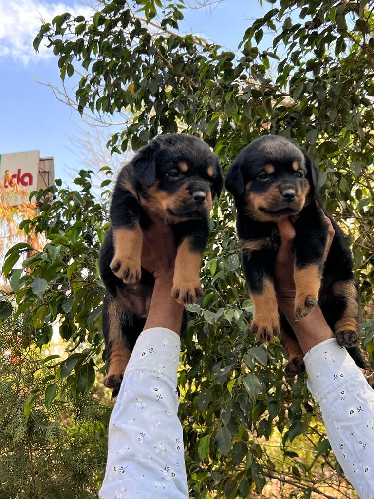 Just dog bhopal — Photo 2