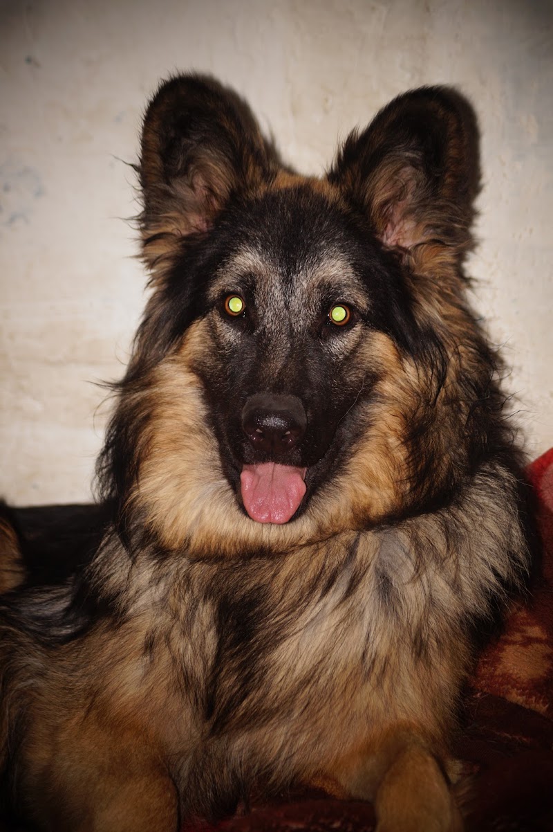 Just dog bhopal — Photo 3