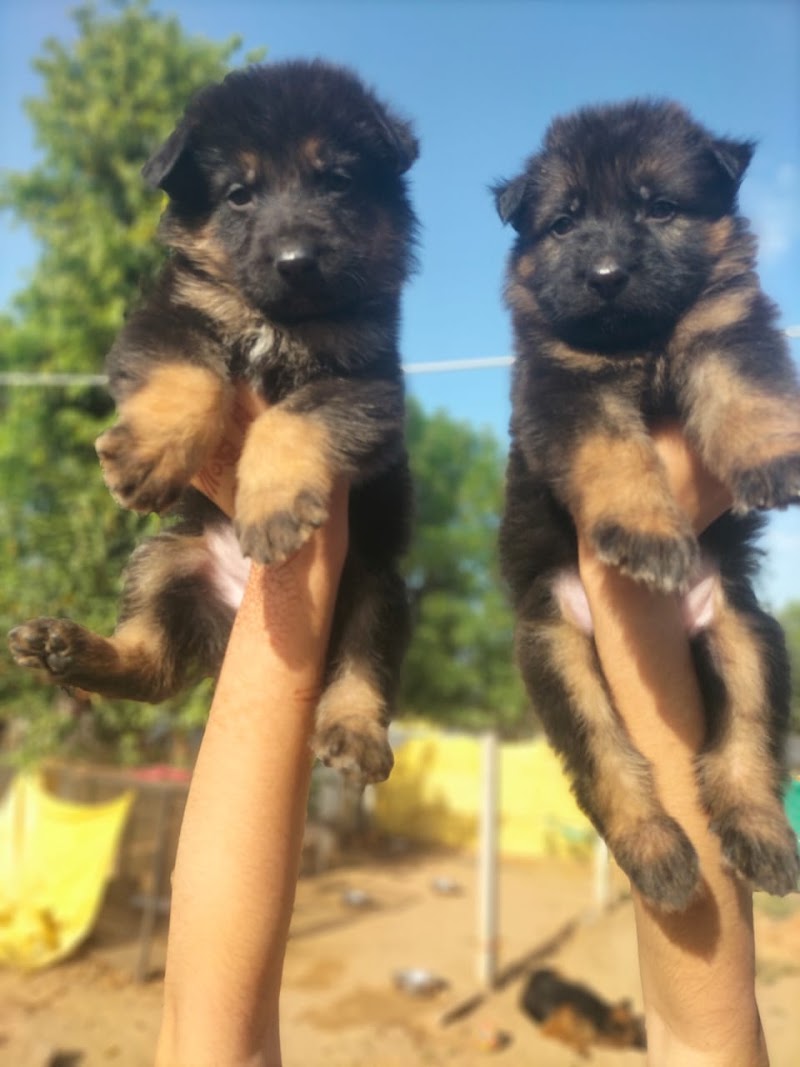 Just dog bhopal — Photo 4