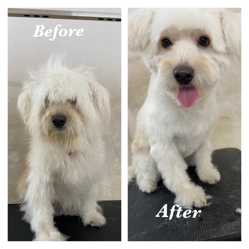 Just Pets — Photo 3