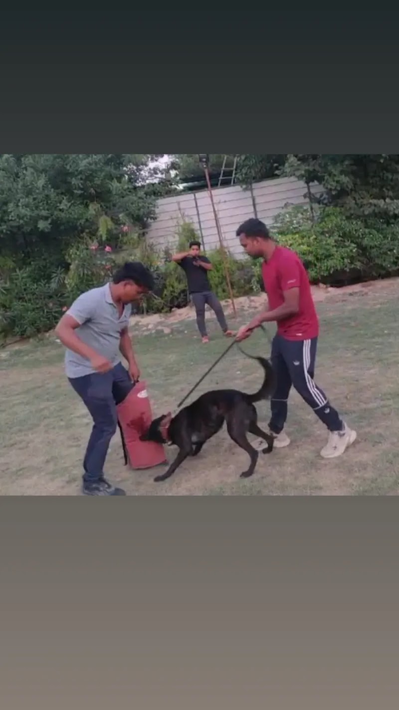 K9 Coach Ranchi - Certified Dog Trainer & Dog hostel