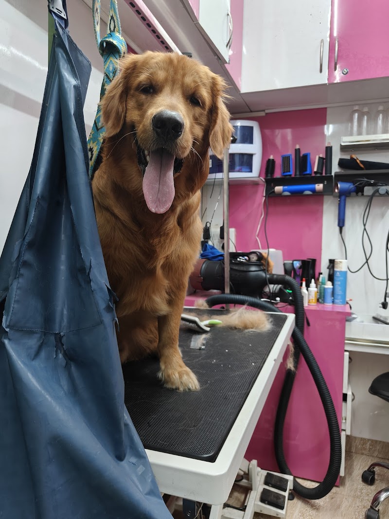 K9 Grooming Center — Photo 2
