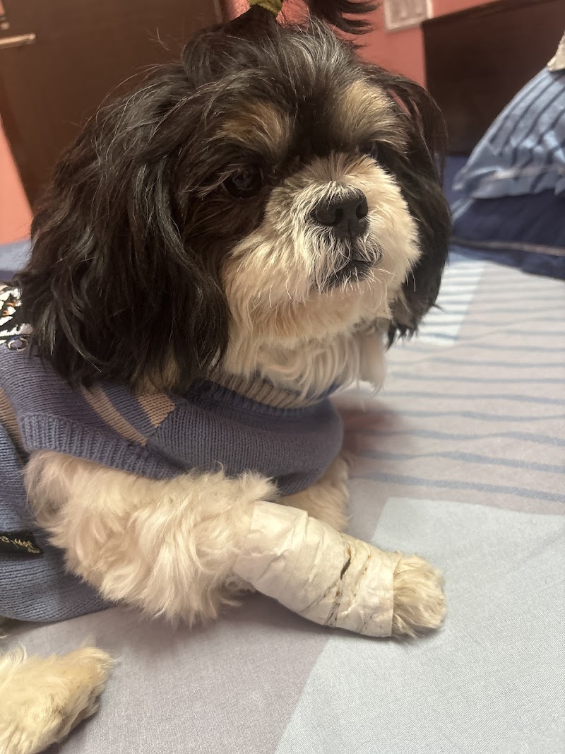 K9 Grooming Center — Photo 4