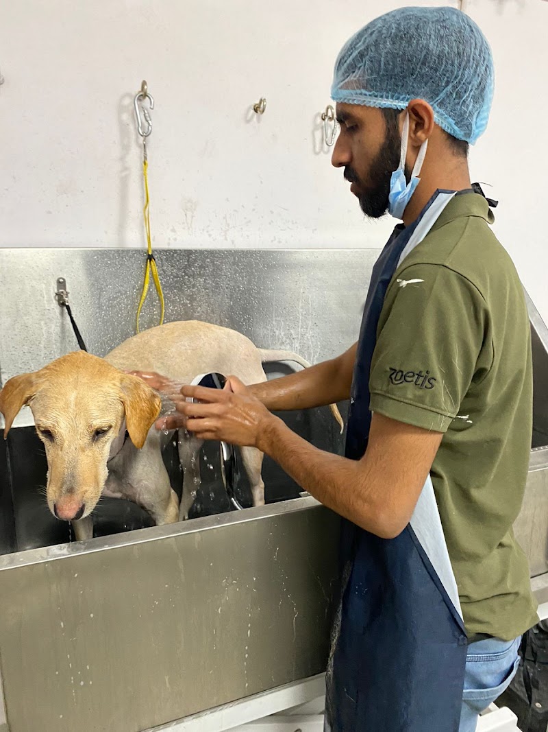 K9 Pet Salon — Photo 2