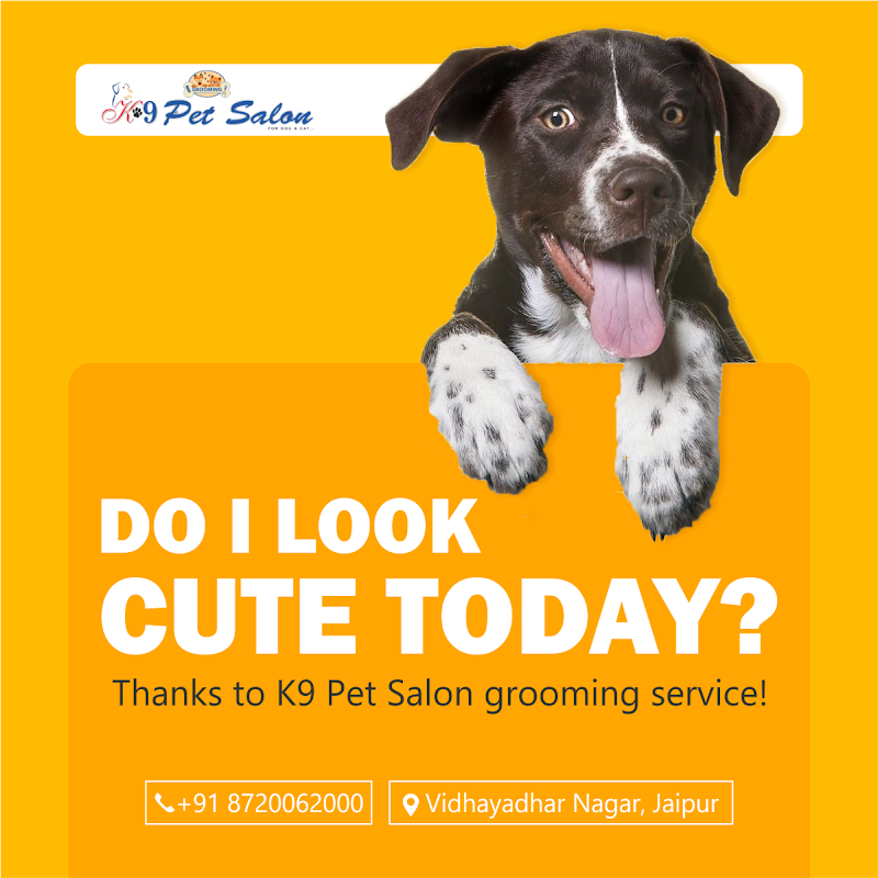 K9 Pet Salon — Photo 4