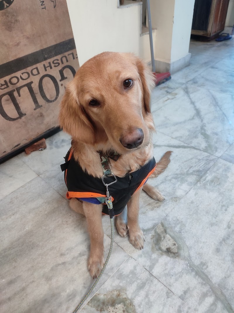 K9 Ramesh Dog Trainer & Dog Behaviourist