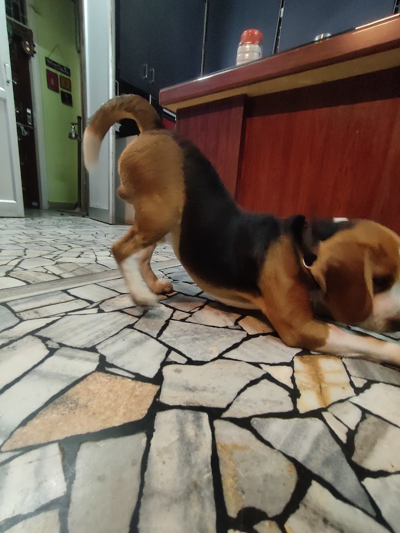 K9 Ramesh Dog Trainer & Dog Behaviourist — Photo 2