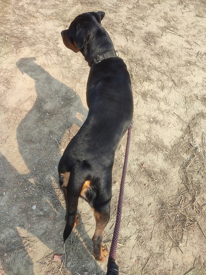 K9 Ramesh Dog Trainer & Dog Behaviourist — Photo 3