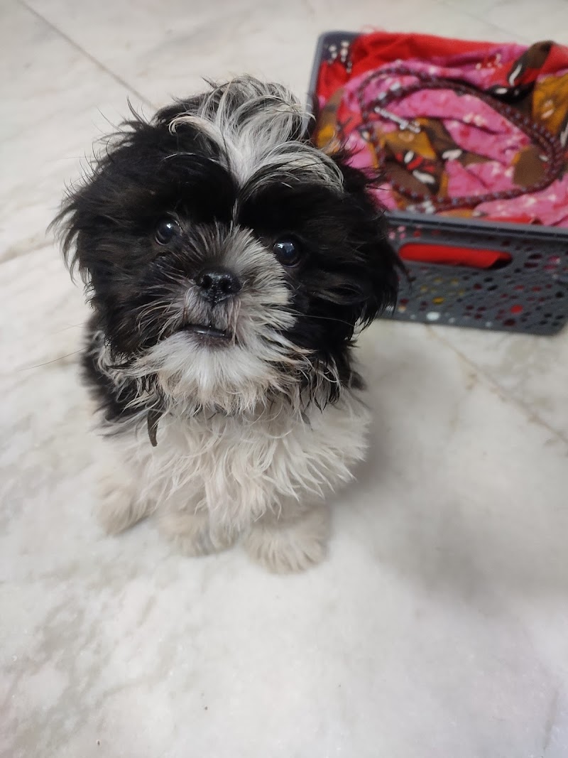 K9 Ramesh Dog Trainer & Dog Behaviourist — Photo 4