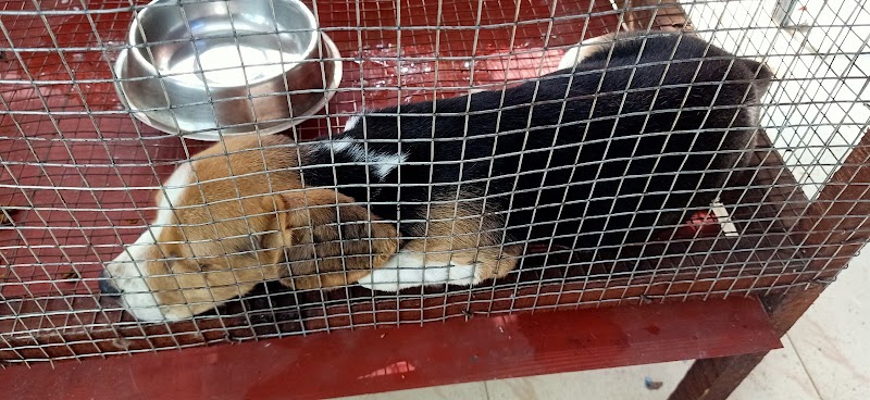 KAANAVILS — Photo 4