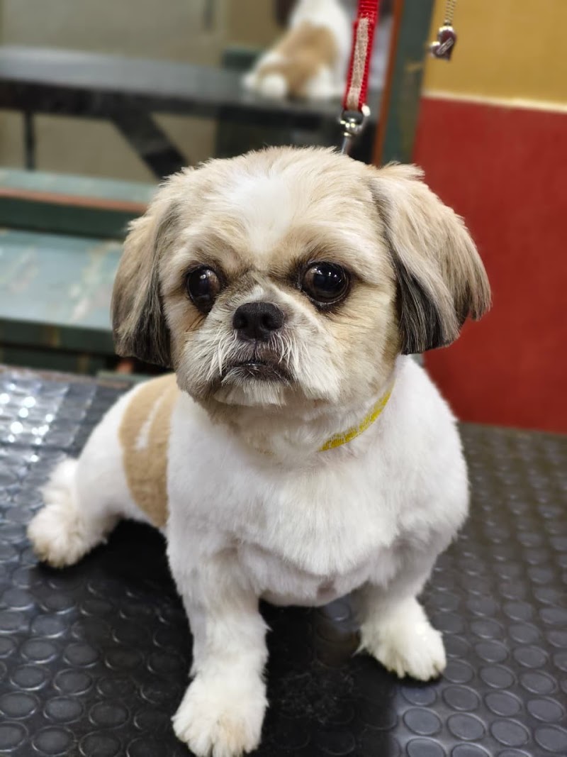 Kaichi Pet Salon And Spa. — Photo 2