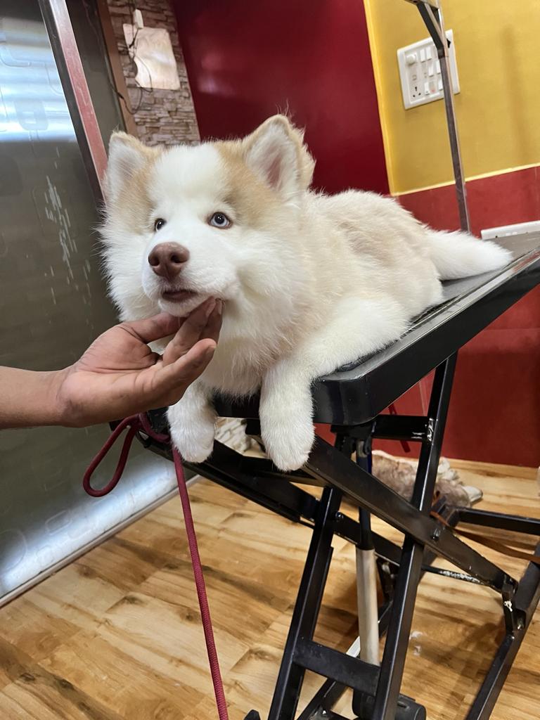 Kaichi Pet Salon And Spa. — Photo 3