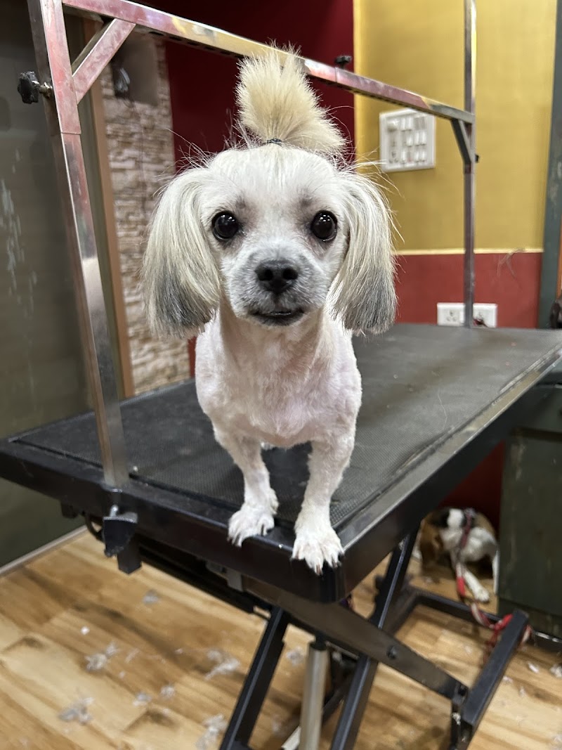 Kaichi Pet Salon And Spa. — Photo 4