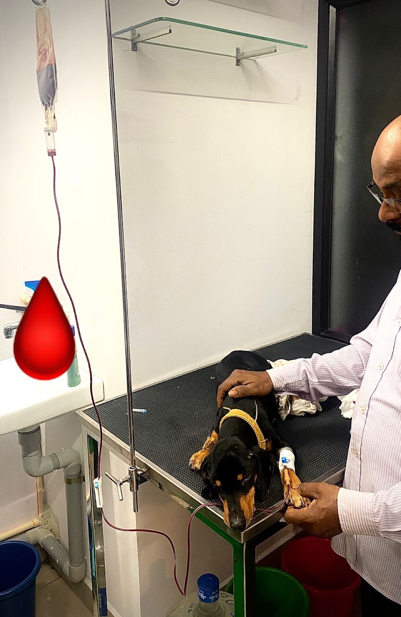 Kalpa Veterinary Clinic — Photo 3