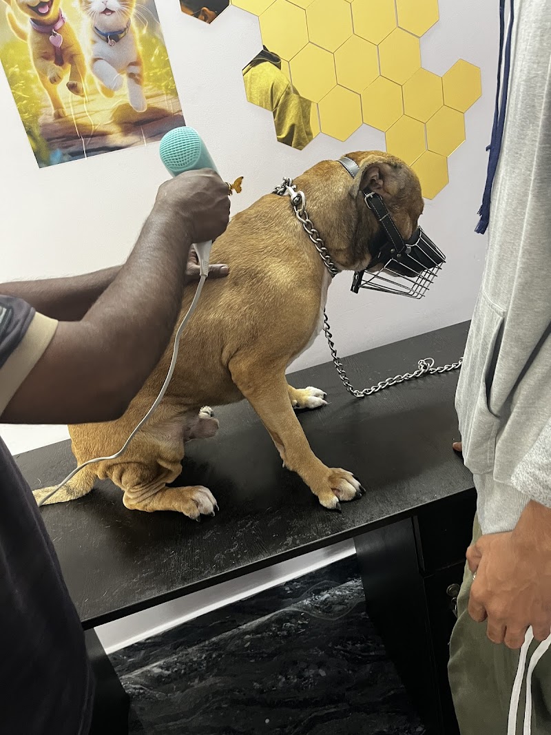 Kamadhenu Pet Grooming Centre