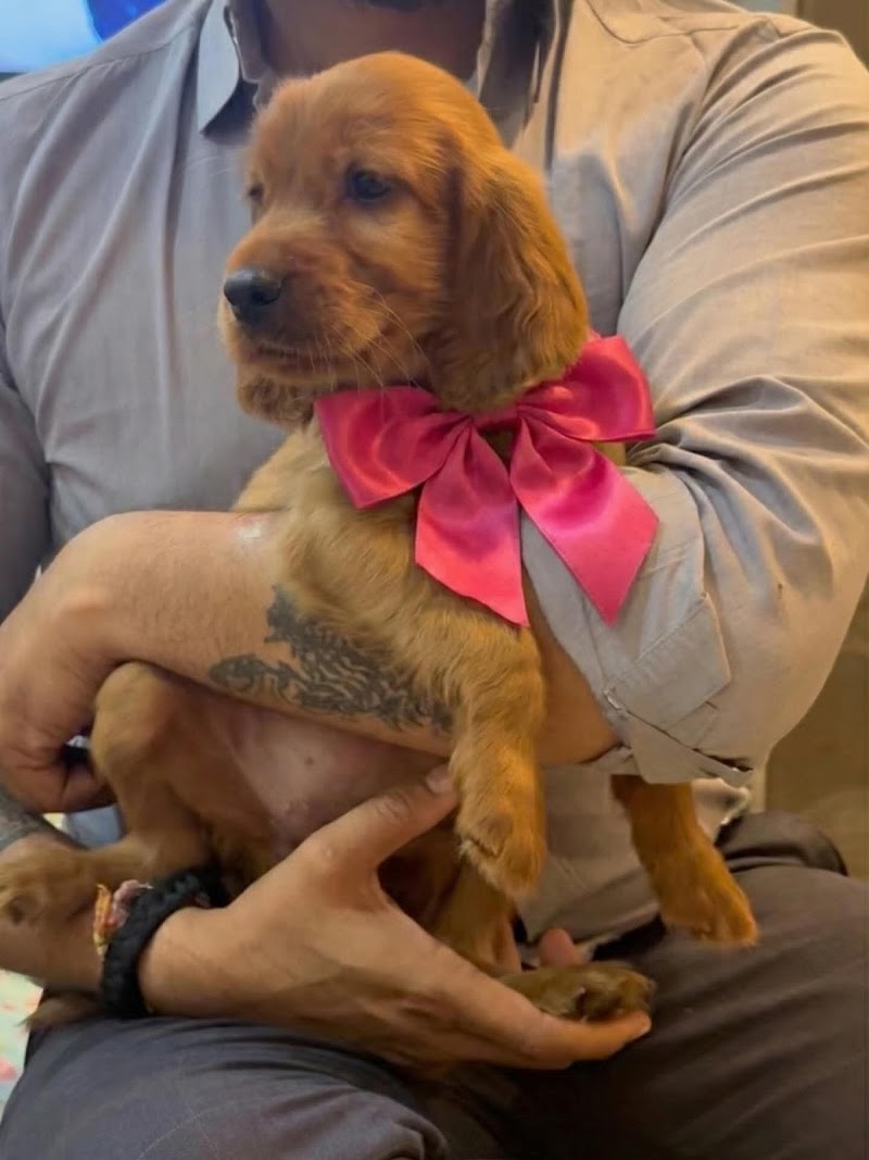 Kartik pet hub — Photo 2