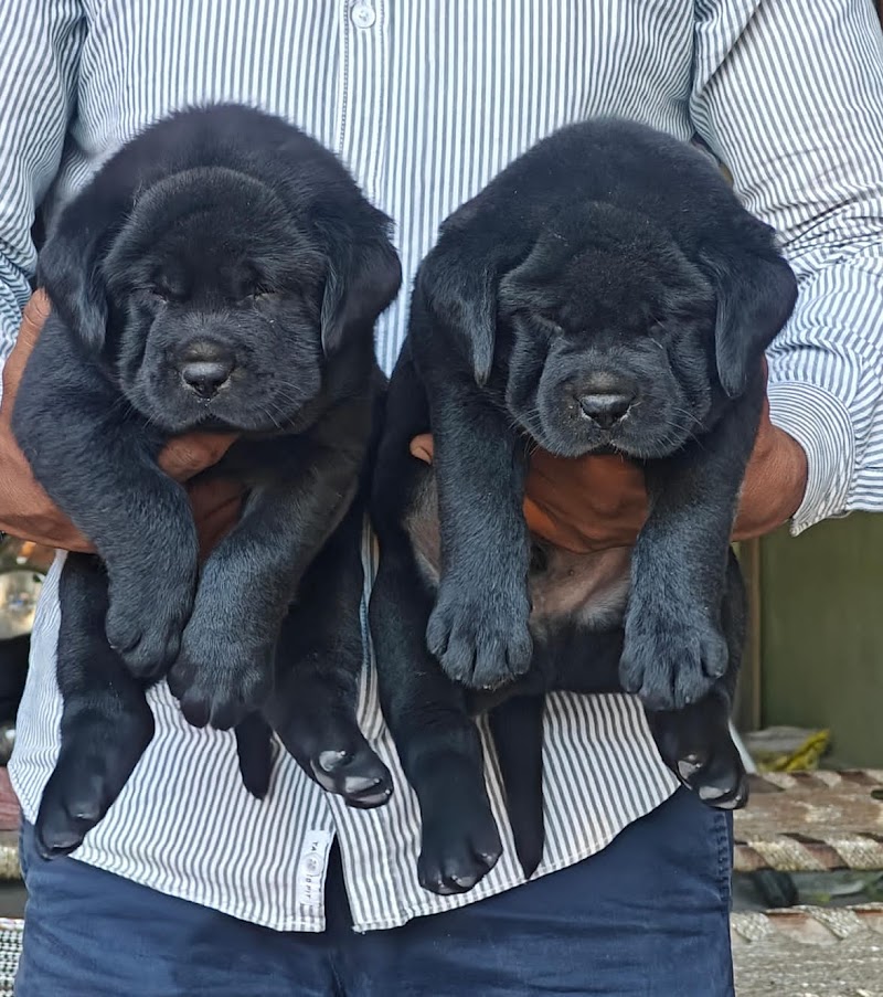 Kartik pet hub — Photo 3