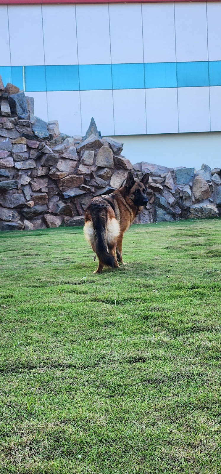 Kennel Blackwolf — Photo 4