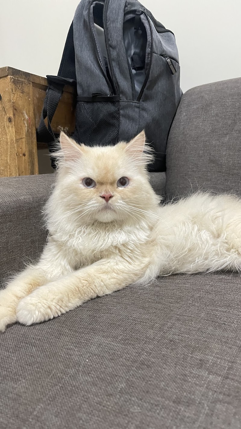 Kitty Haven Homestay- Pet Boarding — Photo 2