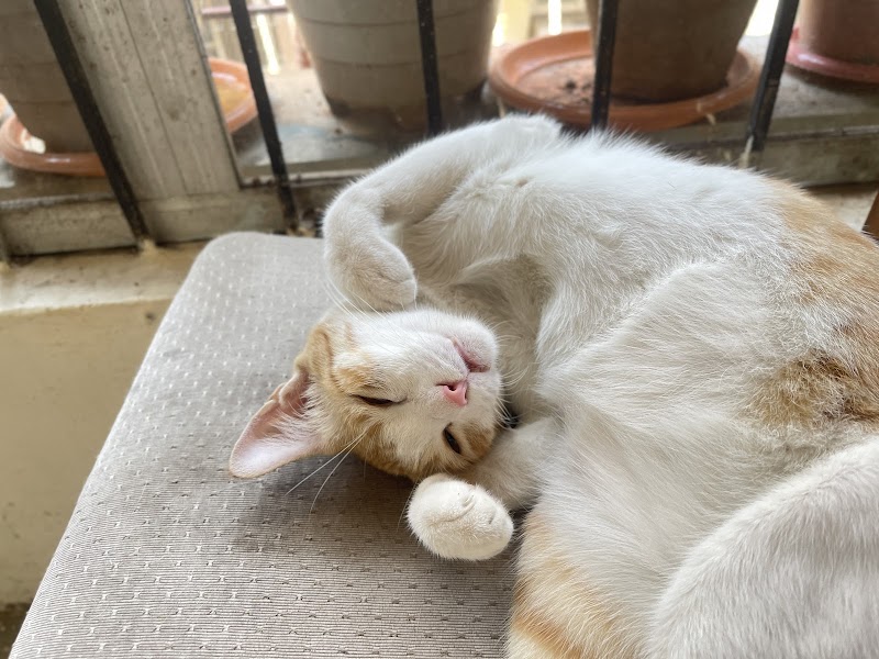 Kitty Haven Homestay- Pet Boarding — Photo 3