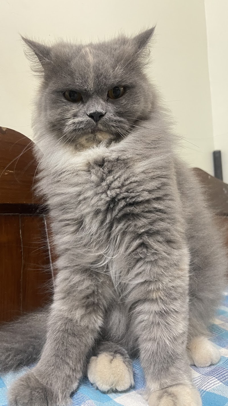 Kitty Haven Homestay- Pet Boarding — Photo 4