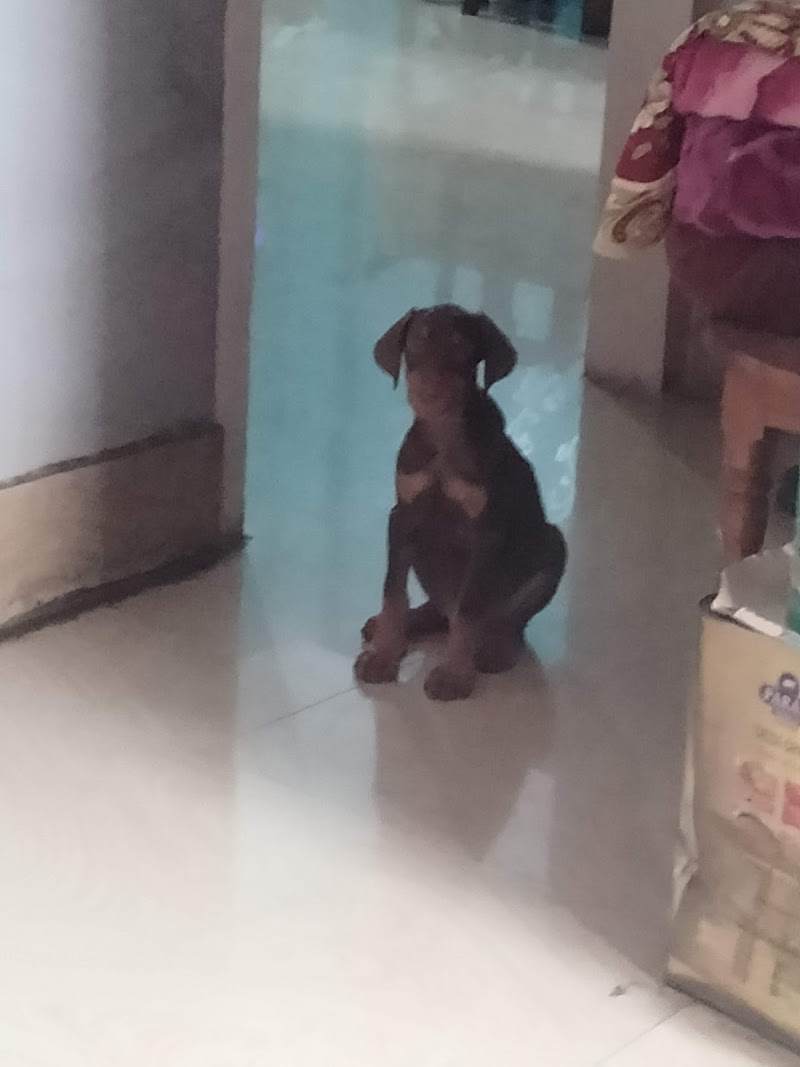 K.K9 Kennel boarding and puppy sale