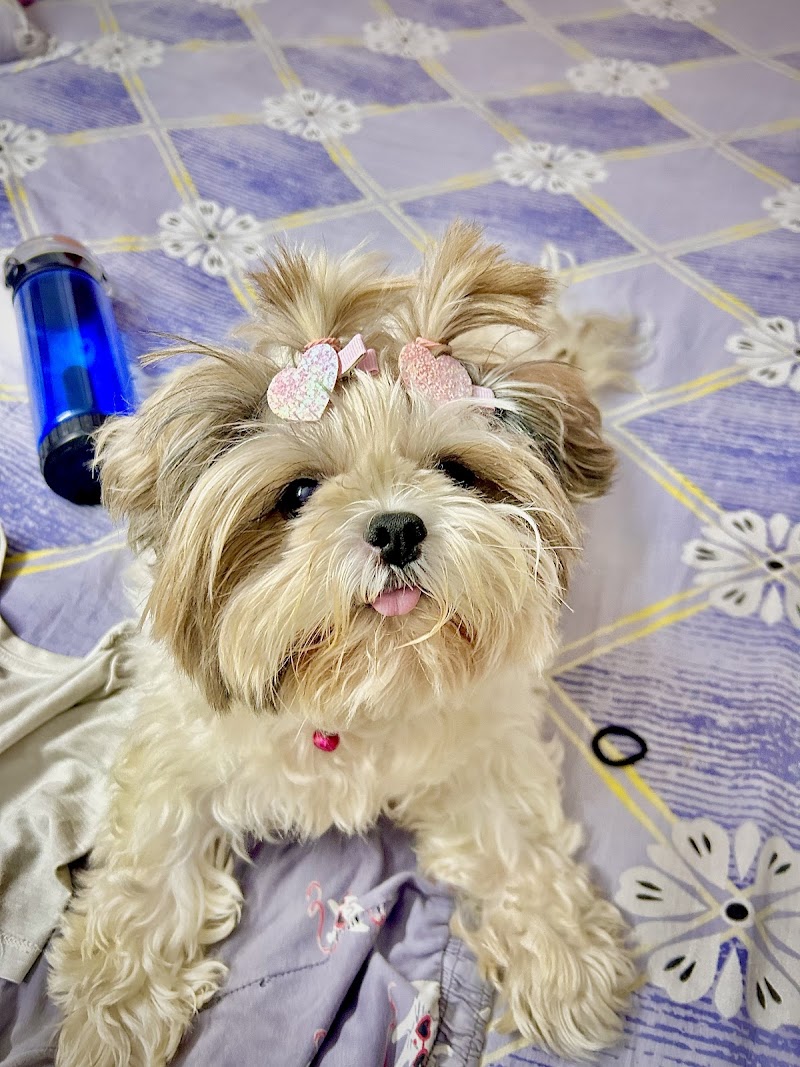 Kompanion Kennel — Photo 3