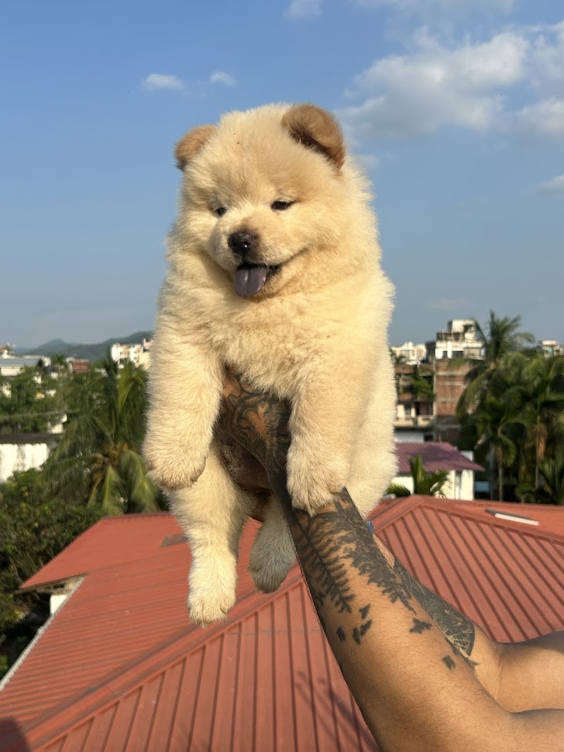 Kompanion Kennel — Photo 4