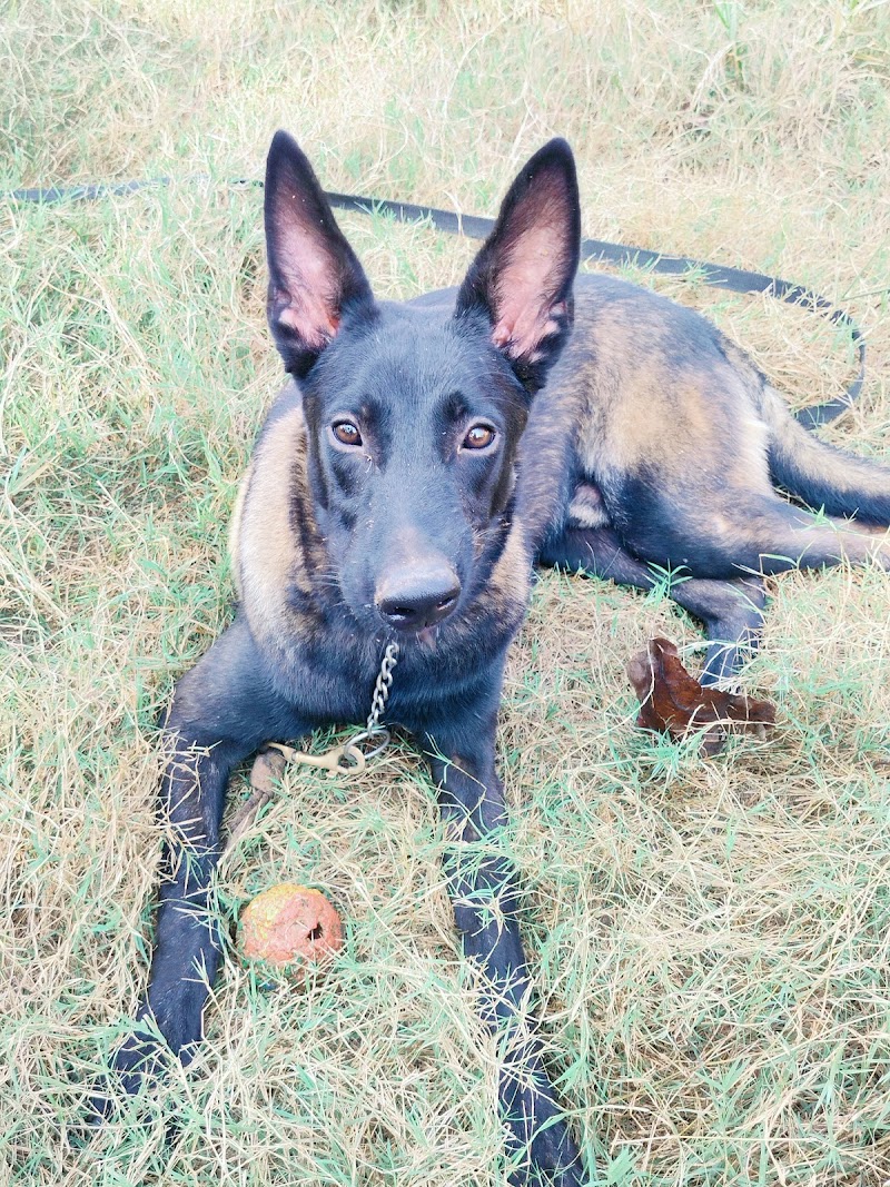 KR-9 Dog Training & Boarding Academy — Photo 3